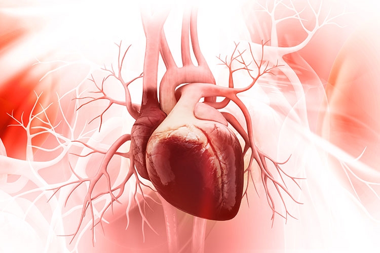 YOGA THERAPY FOR CARDIOVASCULAR & RESPIRATORY SYSTEM